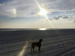 dog on the sandy beach at sunset