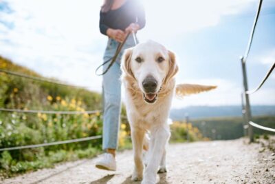 young woman walks her dog in california park