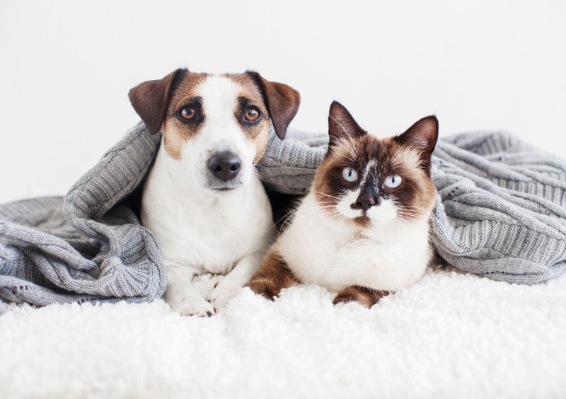 How to make a luxury home pet-friendly