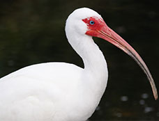 Wildlife