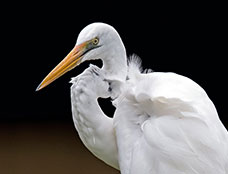 Wildlife