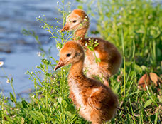 Wildlife