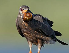 Wildlife