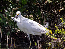 Wildlife