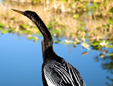 Wildlife