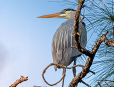 Wildlife
