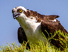 Wildlife
