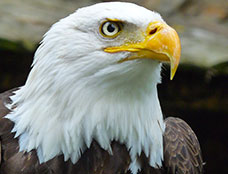 Wildlife