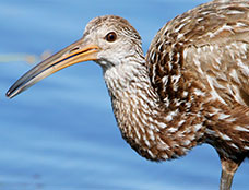 Wildlife