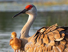 Wildlife